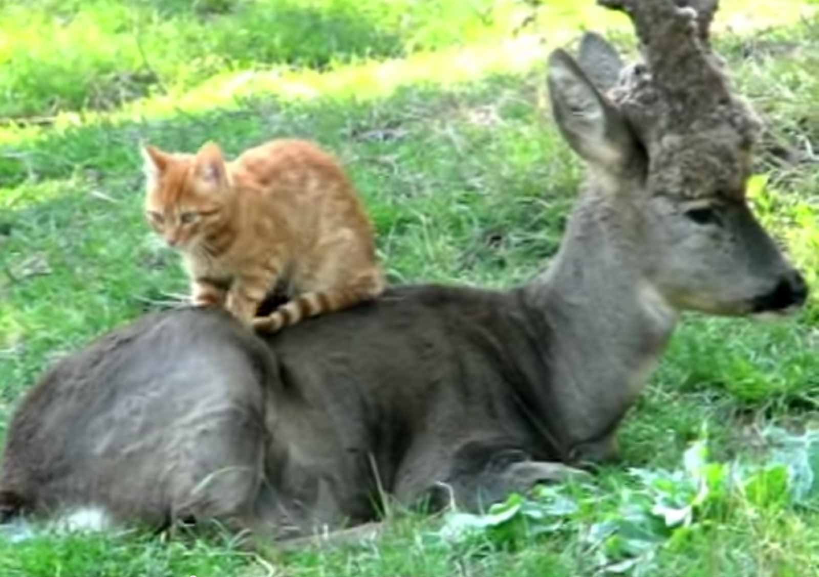 Cat And Deer Are Friends