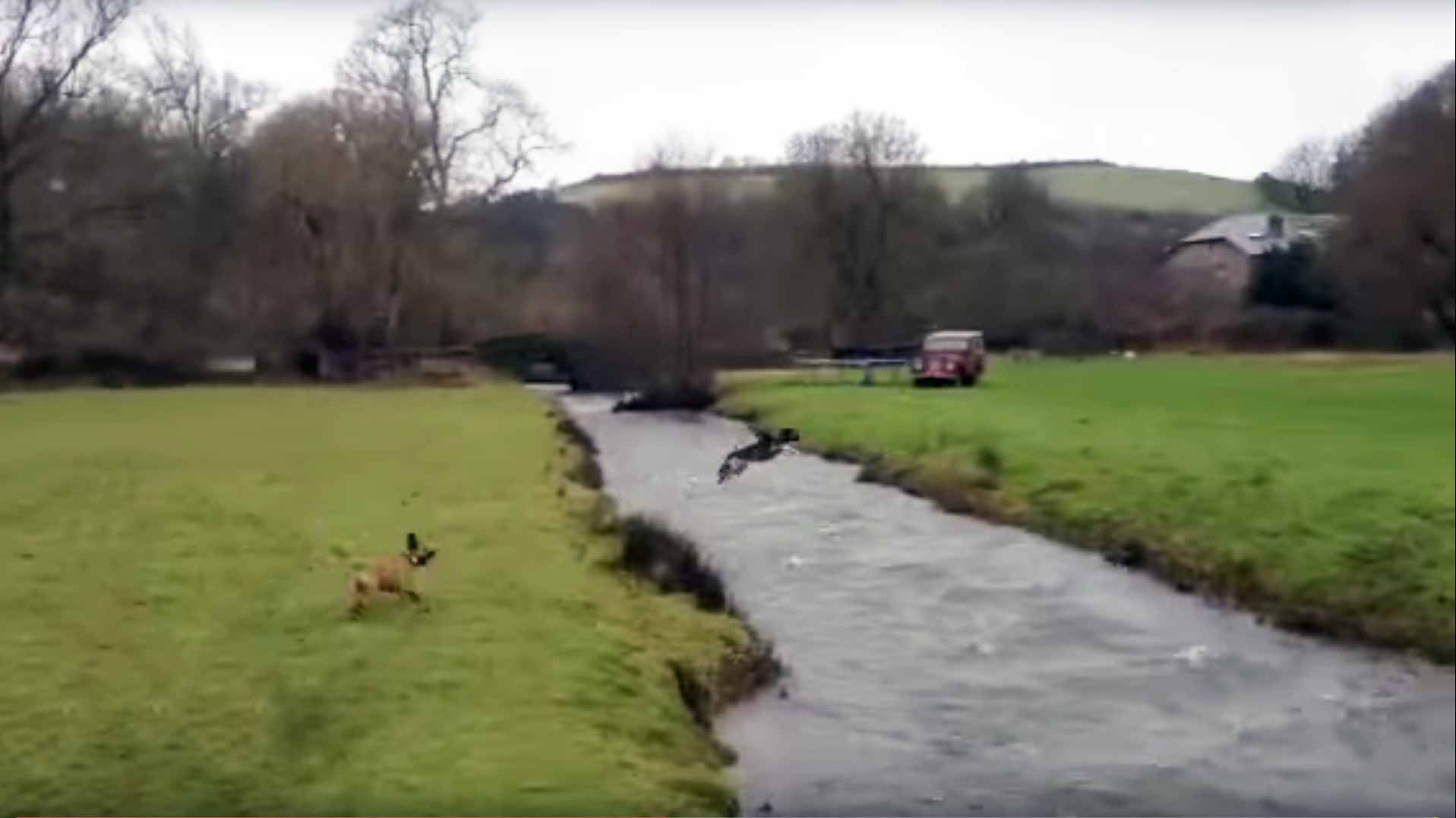 Dog Jumps Over A River