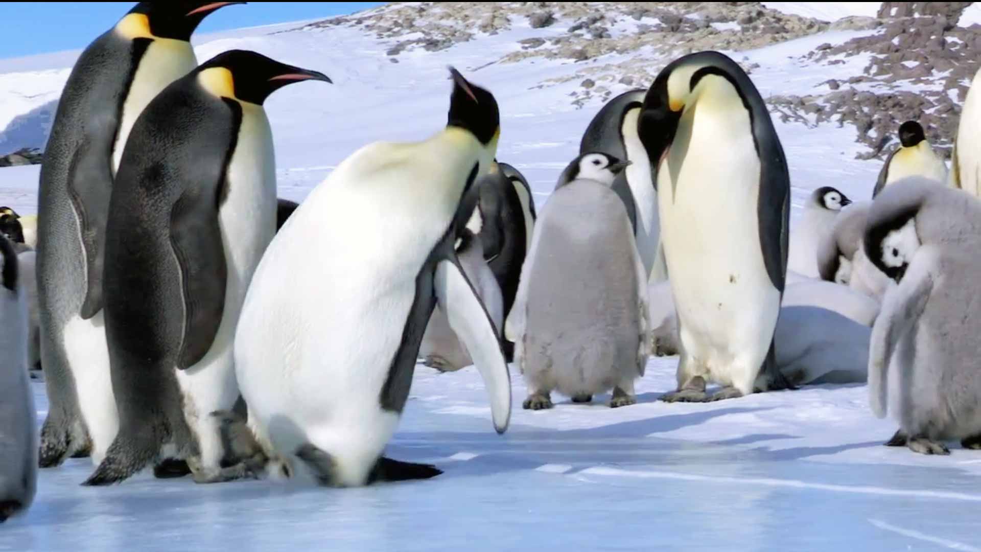 Использование Вибратора Пингвин Видео