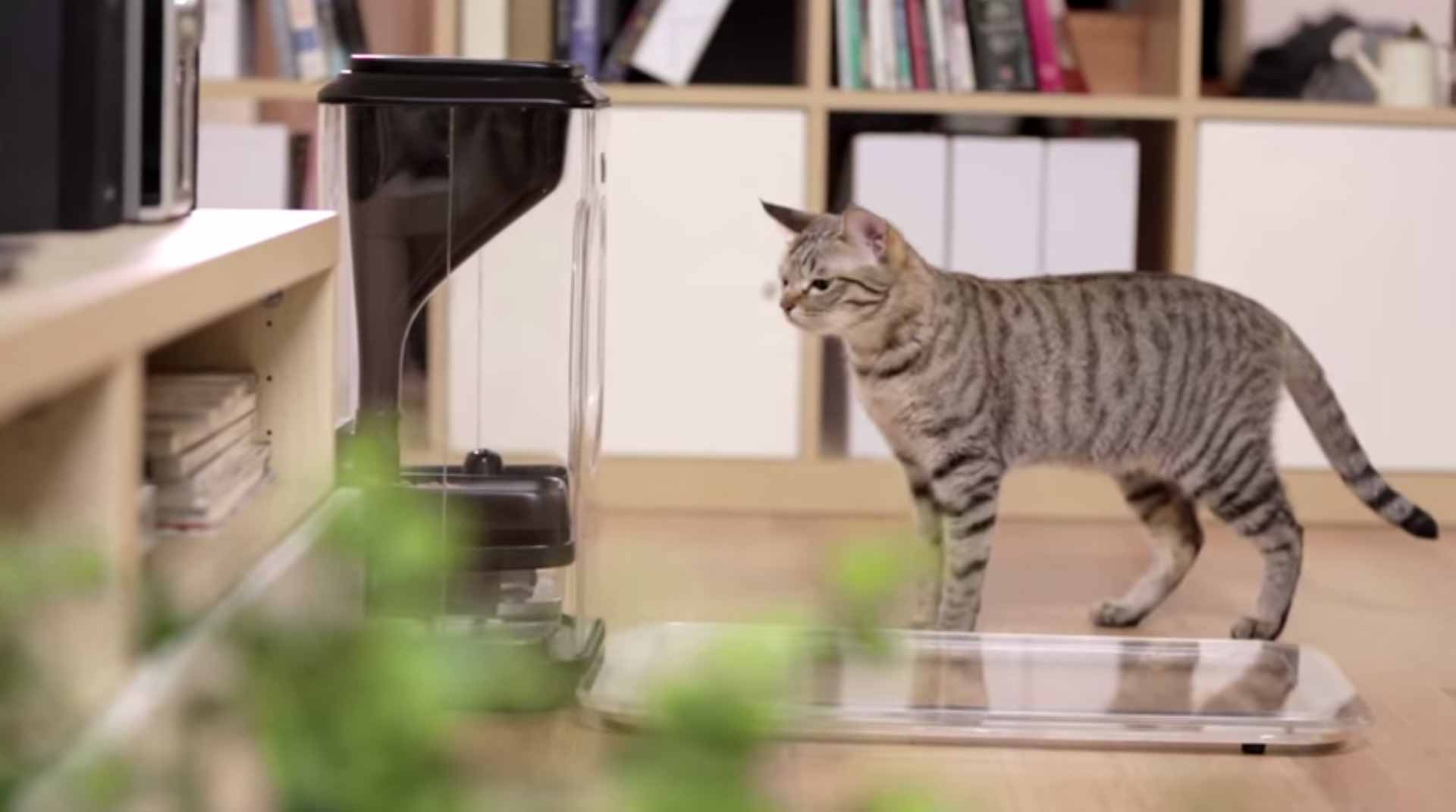 Smart Cat Feeder Uses Cat Face Recognition To Keep Your Cat Healthy