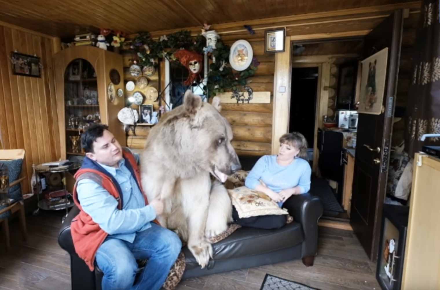 7ft Bear Lives With Russian Couple 0784