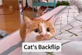 Adorable and Hilarious Cat Antics You Can't Miss!