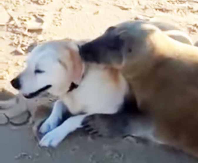 seal cuddle cushion