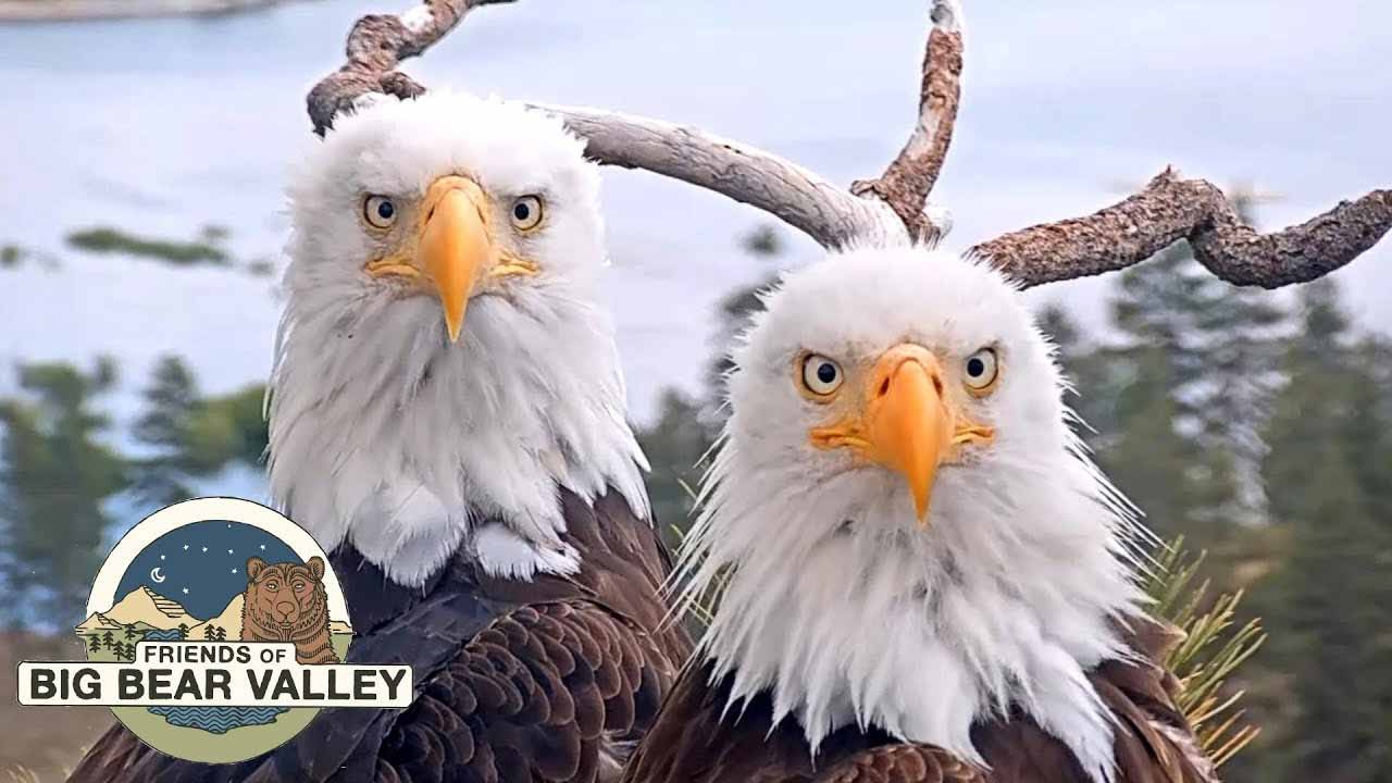 Big Bear Bald Eagle Live Nest Cam