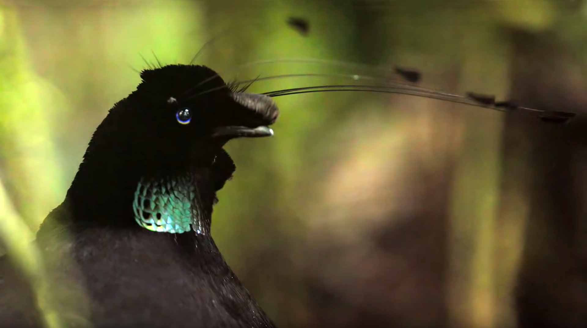 Birds Of Paradise - Narrated By Sir David Attenborough