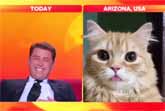 Cat Crashes Live News Interview and Steals the Spotlight