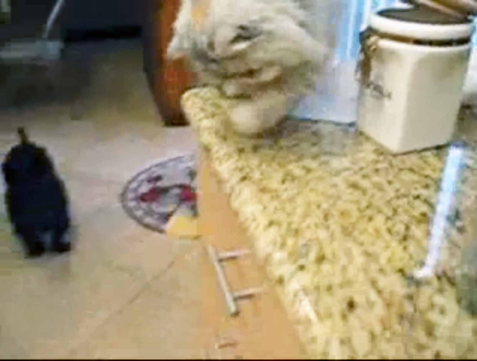 cat feeds dog