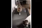 Cats Discovering The Treadmill
