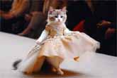 Cats Own The Catwalk: The Ultimate Fashion Show Of 2024