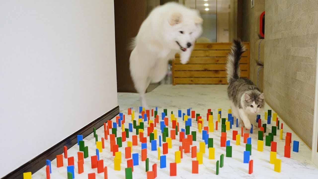 splat the cat and the obstacle course