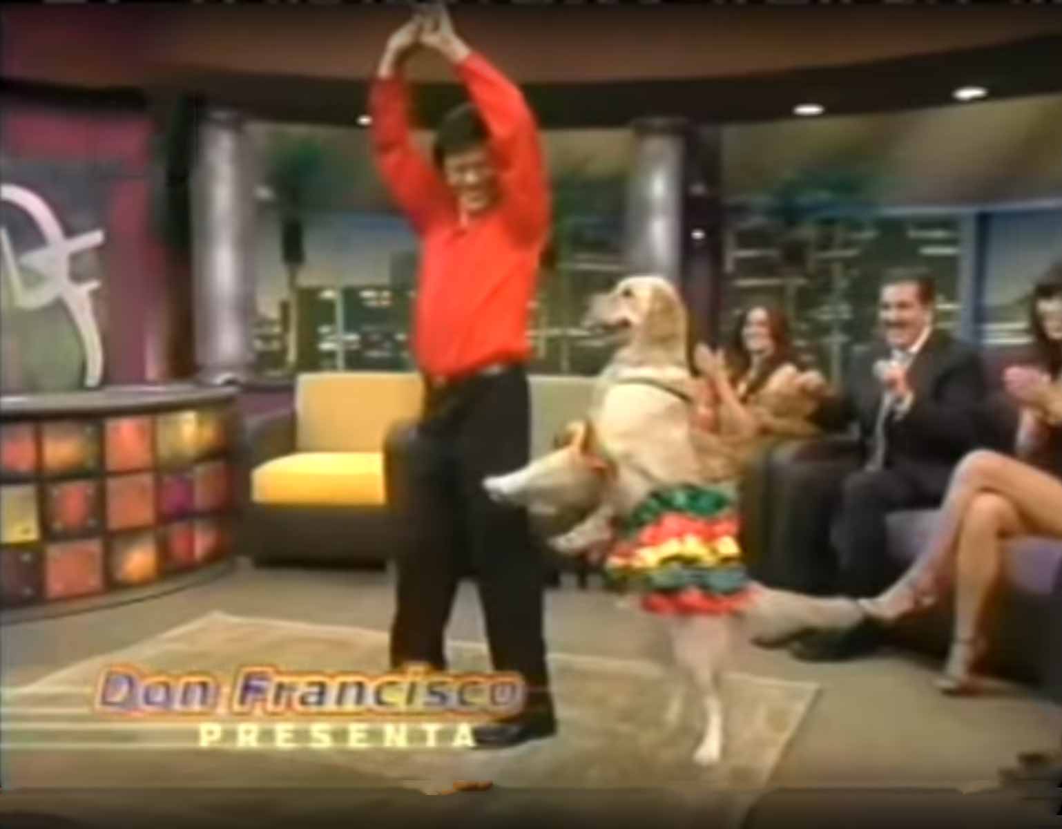 golden retriever salsa dancing
