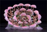 Enchanting Ballet Fusion: Ensemble 'Jasmine'