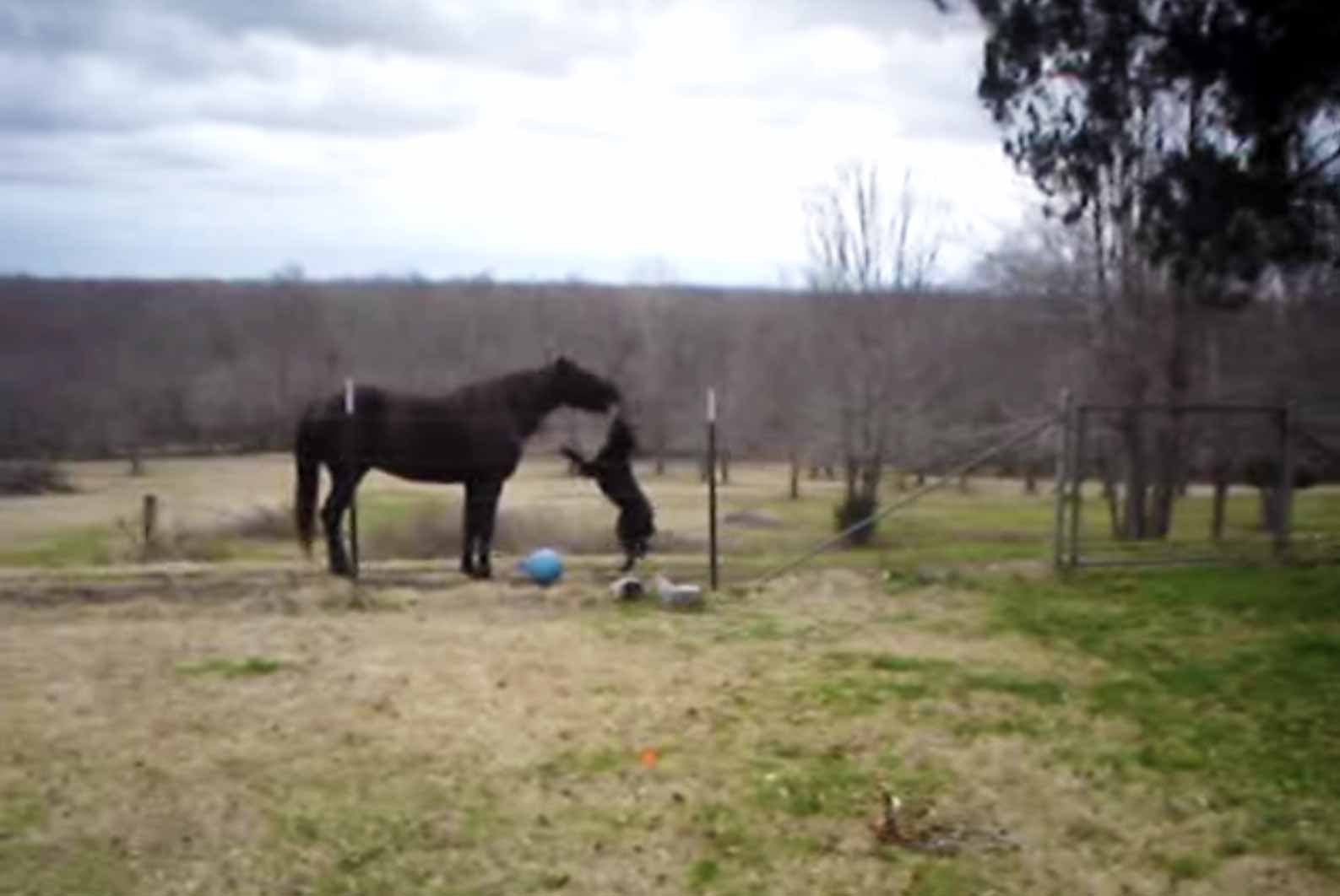 Dog horse video