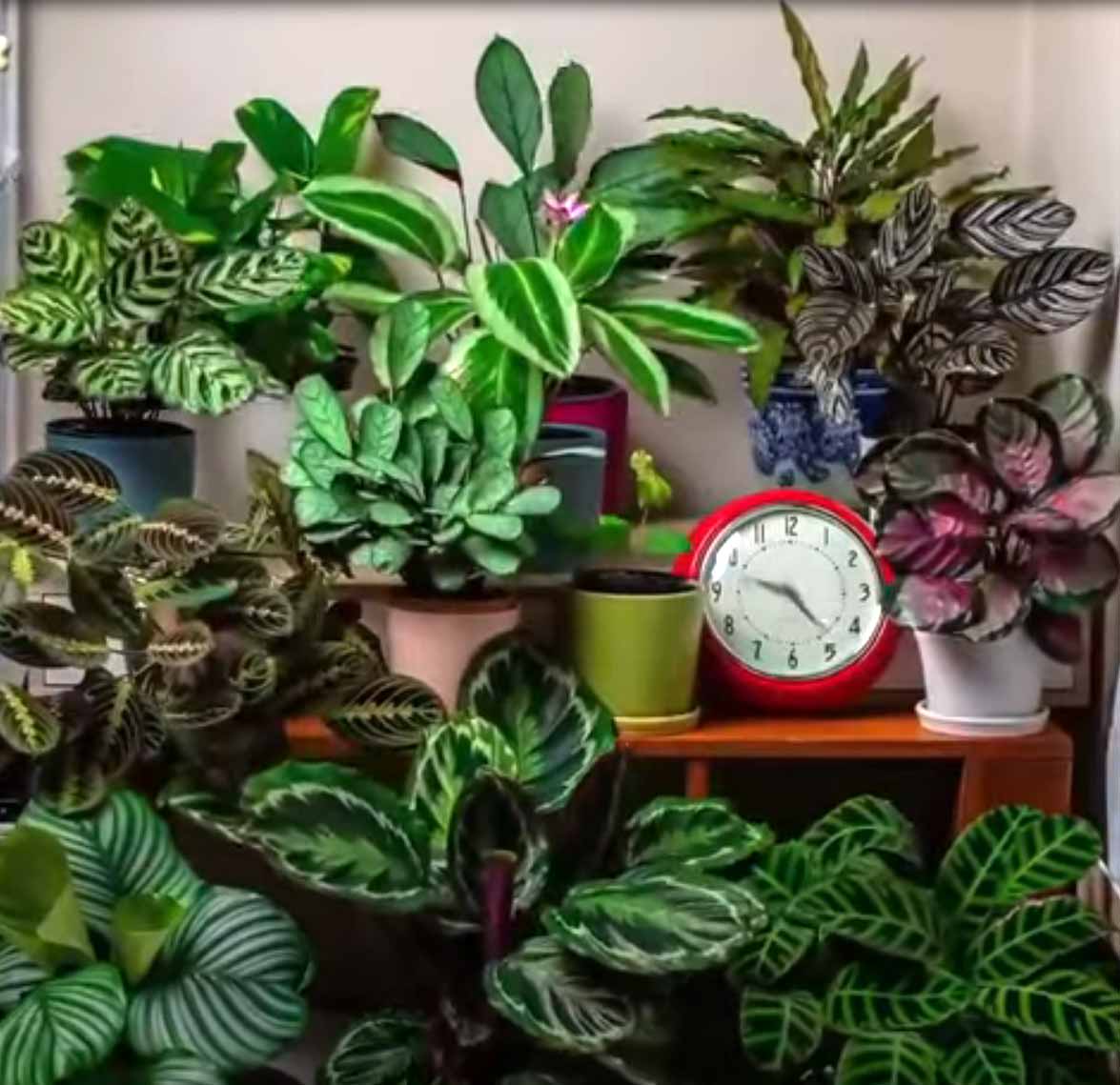 how-plants-move-in-a-24-hour-period