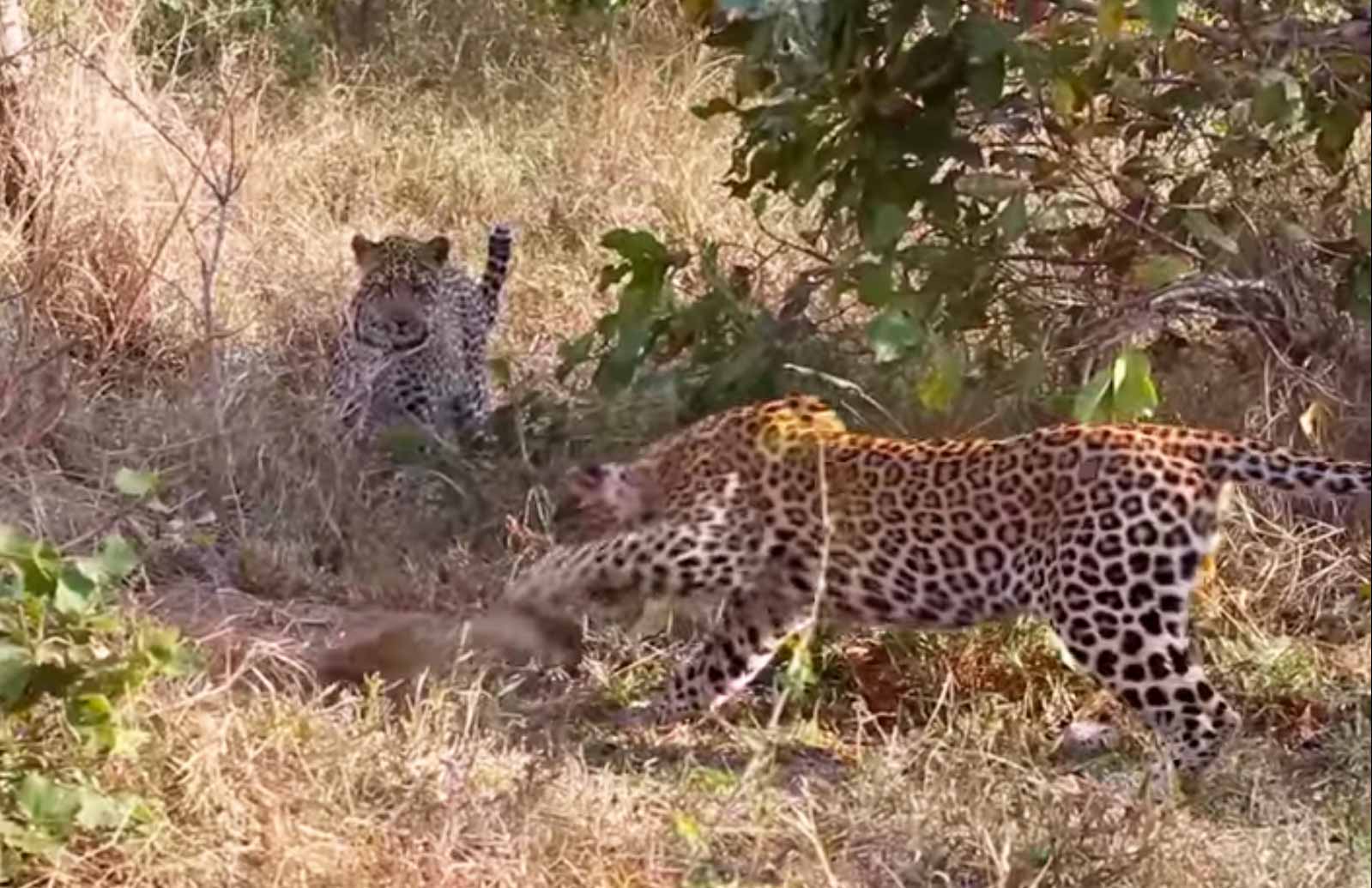 Leopard vs Python