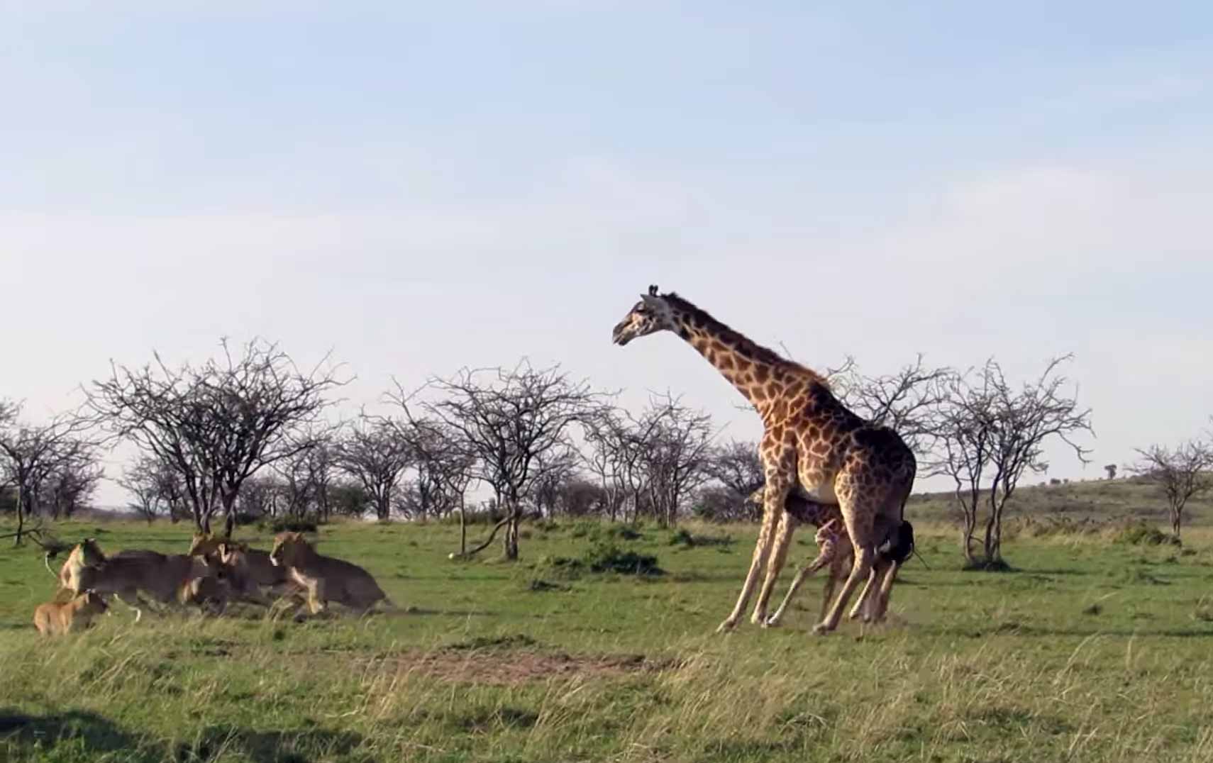 Mother Giraffe Protects Her Calf From Lions