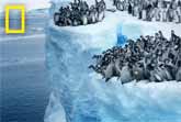 Penguin Chicks Never Before Seen 50-foot Plunge