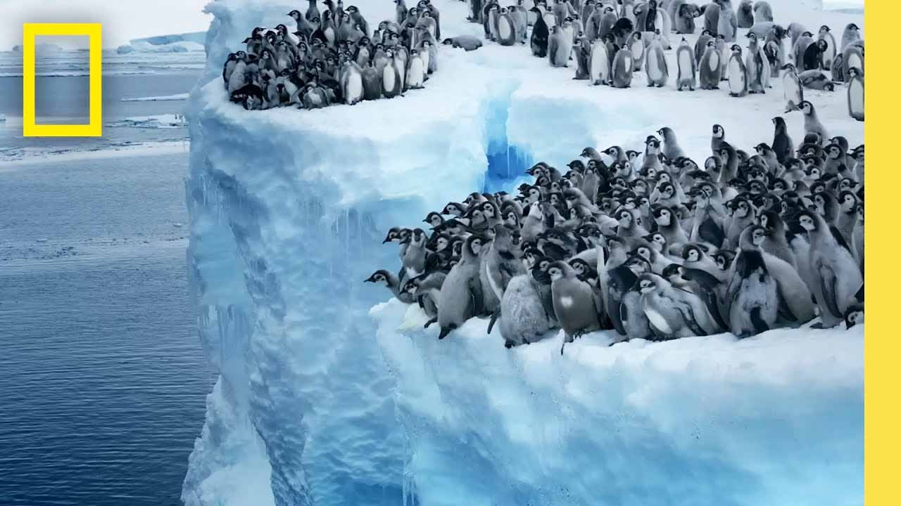 Penguin Chicks Never Before Seen 50-foot Plunge