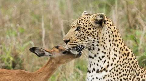 predator vs prey animal pairs
