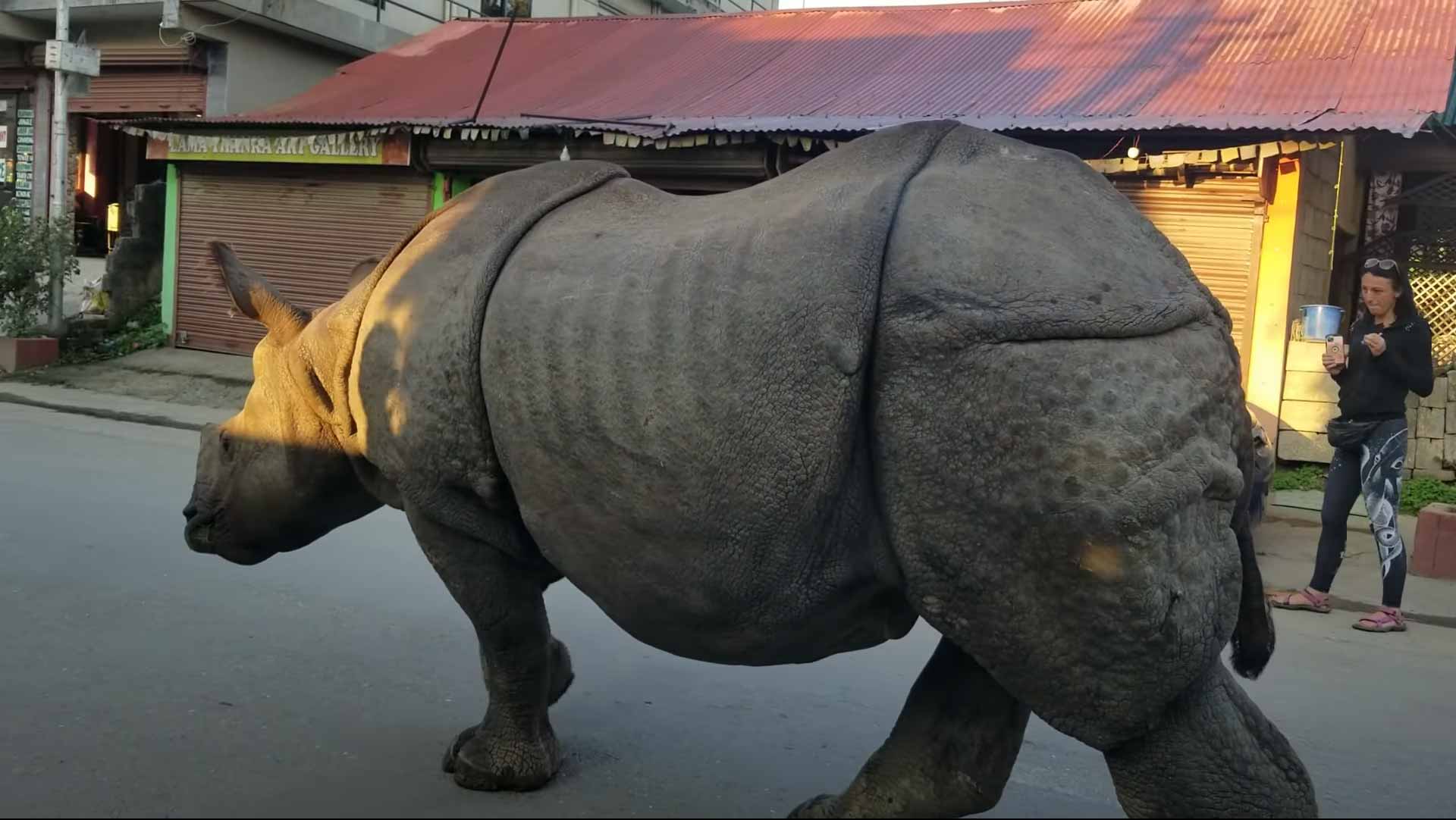 Rhino Wanders Through Village In Nepal