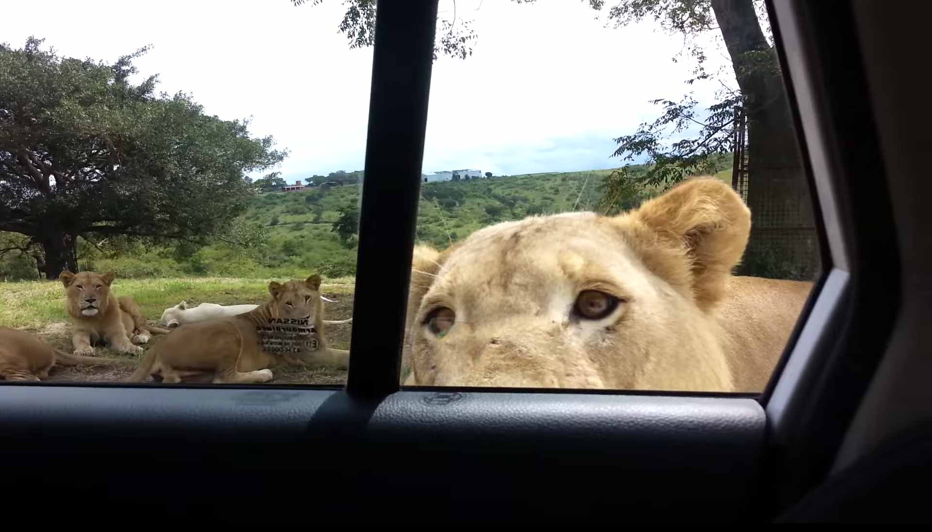 safari guide surprised by lion