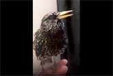 Talkative Starling