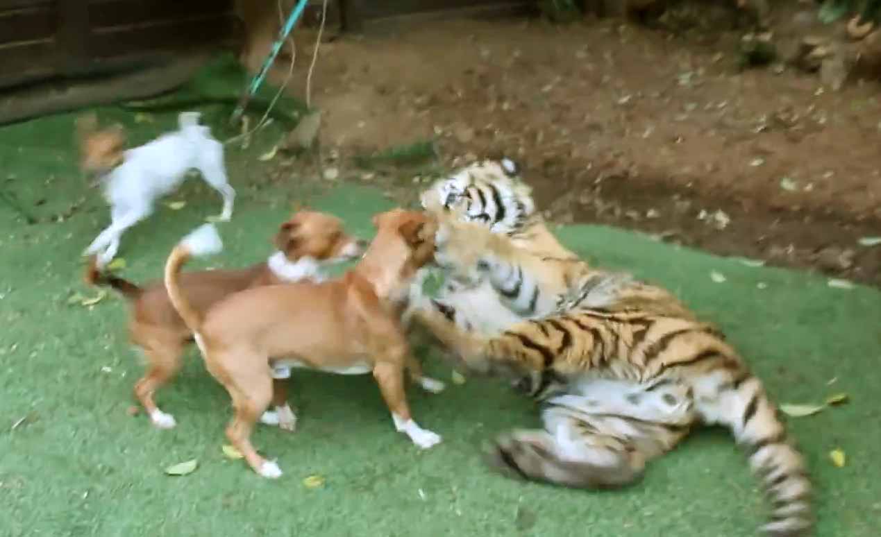 Tiger Plays With Two Dogs