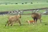 Tiny Dog Confronts A Couple Of Lions