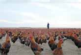Viral Sensation: The Farmer and His 70,000 Free-Range Chickens Changing the Game